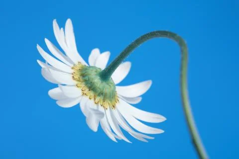 Daisy flower Stock Photos
