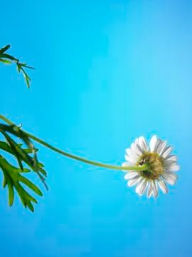 Daisy flower Foto stock