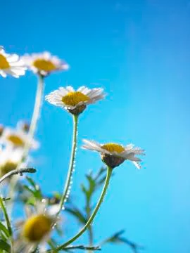 Daisy flower Stock Photos