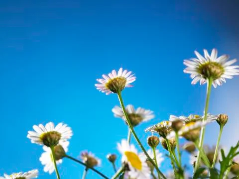 Daisy flower 스톡 사진