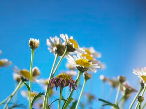 Daisy flower Foto stock