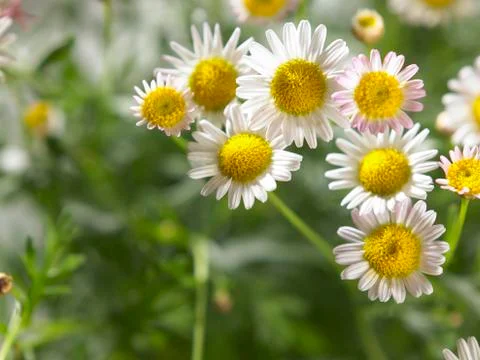 Daisy flower Stock Photos