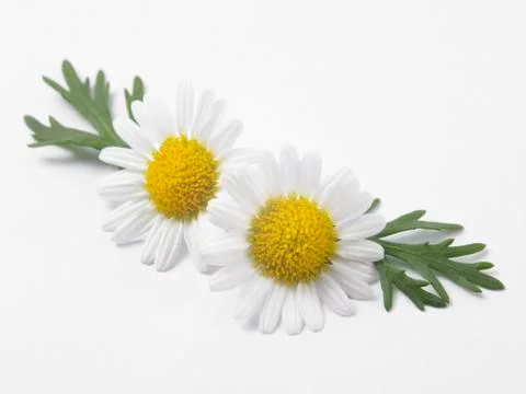 Daisy flower Stock Photos