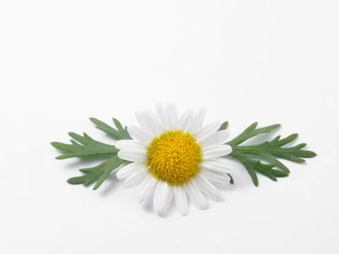 Daisy flower Stock Photos