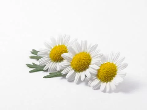 Daisy flower Stock Photos