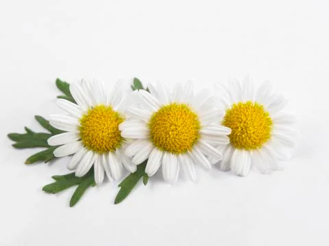 Daisy flower Stock Photos