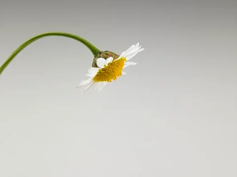 Daisy flower Stock Photos
