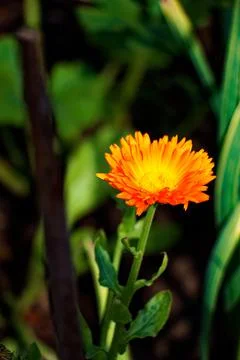Daisy flower Stock Photos