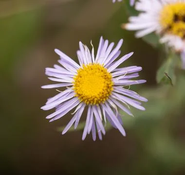 Daisy Flower Stock Photos
