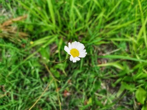 Daisy flower. Stock Photos