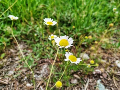 Daisy flower. Stock Photos