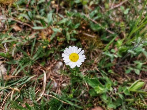 Daisy flower. Stock Photos