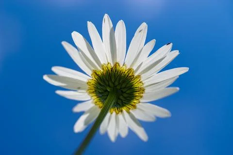 Daisy flower Stock Photos