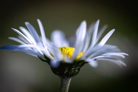 Daisy flower Stock Photos