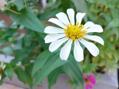Daisy flower Stock Photos