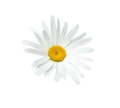 Daisy  flower Stock Photos