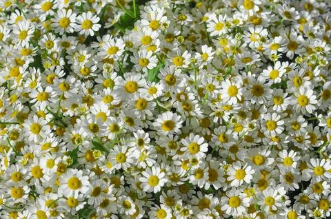 Daisy flower Stock Photos