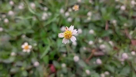 Daisy flower Stock Photos