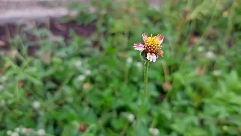 Daisy flower Stock Photos
