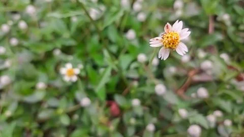 Daisy flower Stock Photos
