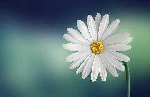 Daisy flower. Stock Photos