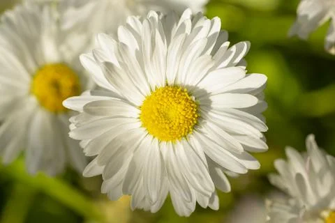 Daisy flower in in rays of setting sun in the garden Foto stock
