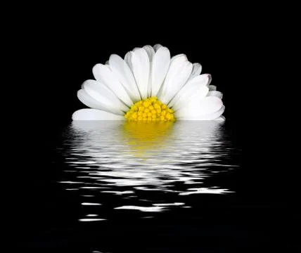 Daisy flower reflection 스톡 사진