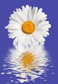 A daisy flower with a reflection in the water. Stock Photos