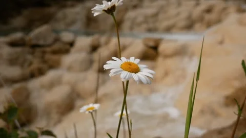 Daisy Flower with River in the Background Stock Footage 279442083
