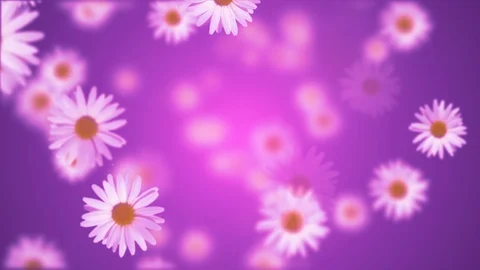 Daisy flower rotating seamless loop Vidéo 89261398