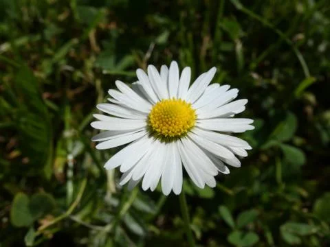 Daisy Flower Spring Optimism Stock Photos