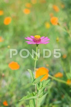 Daisy flower in Spring Stock Photos