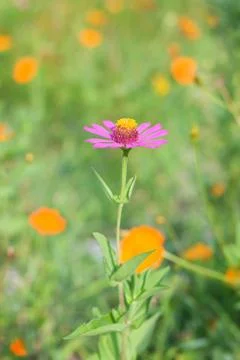 Daisy flower in Spring Foto stock