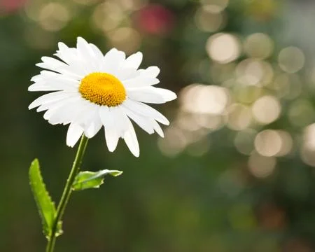 Daisy flower in spring Stock Photos