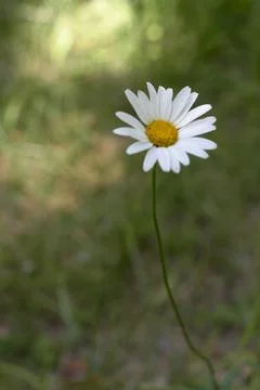 A daisy flower with stem Stock Photos