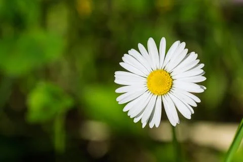 Daisy Flower in Sunlight Stock Photos