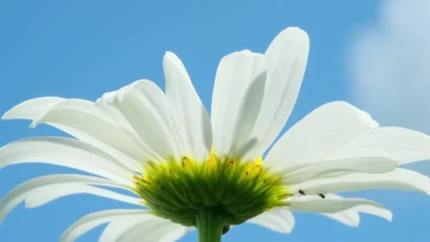 Daisy flower on a sunny day against a blue sky with a white cloud close-up Stock Footage 281166355