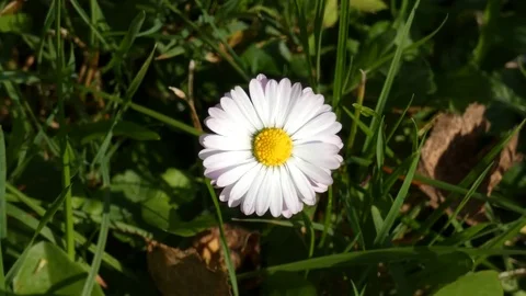 Daisy Flower Sway In the Wind Stock Footage 80552054