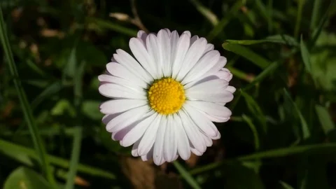 Daisy Flower Swaying In the Wind Stock Footage 80552052