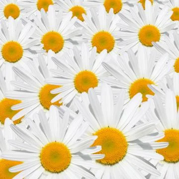 Daisy flower texture 스톡 사진