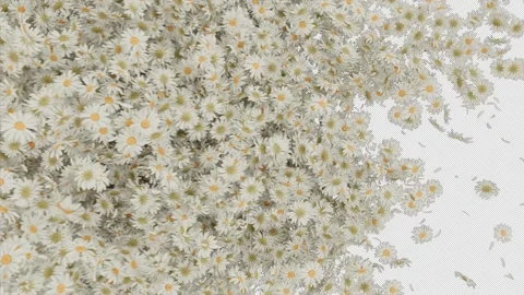 Daisy Flower Transition Alpha Wipe Stock Footage 328812328