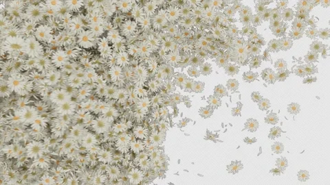 Daisy Flower Transition Alpha Wipe Stock Footage 329744207