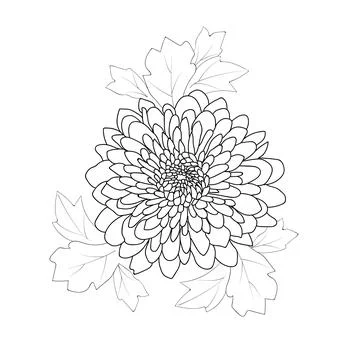 Daisy flower vector art, daisy flower vector, daisy illustration Stock Illustration