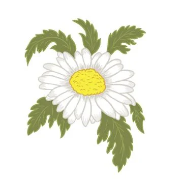 Daisy flower vector background. Chamomile blossom illustration Illustrazione stock
