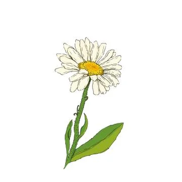 Daisy flower vector illustration Stock Illustration