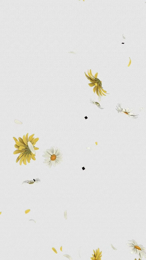 Daisy Flower Vertical Explosion Animation Pack Vídeo Stock 332453816