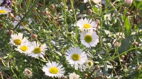 Daisy Flower in the Wind Video stock 53272975