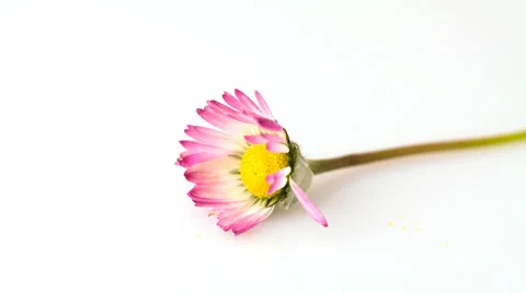 Daisy flower - withered Stock Footage 38209836