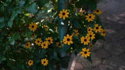 Daisy flower - yellow chamomile in the green garden Stock-Footage 123766501