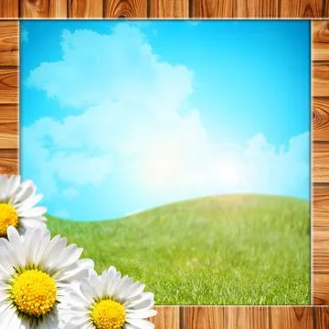 Daisy flowers  background. Иллюстрация